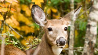 Deer